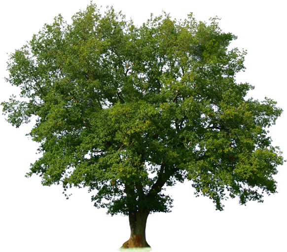 Baum